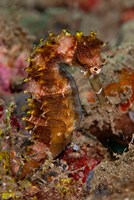 Close-up of adult spiny seahorse Fine Art Print
