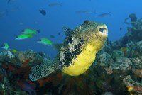 Close-up of puffer fish Fine Art Print