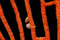 Close-up of world's smallest seahorse, Raja Ampat, Papua, Indonesia by Jaynes Gallery - various sizes