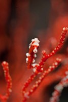 Seahorse turns color of coral, Raja Ampat, Papua, Indonesia Fine Art Print