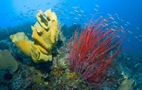 Raja Ampat, Indonesia Fine Art Print