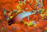 A fire goby swims past coral Fine Art Print