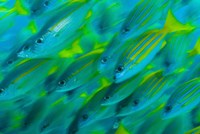 Abstract close-up of snapper fish, Raja Ampat, Papua, Indonesia Fine Art Print