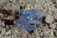 Bobtail squid marine life Fine Art Print