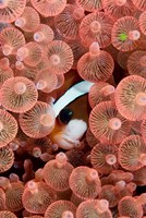 Clark's anemonefish Fine Art Print