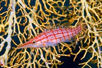 Close-up of hawkfish amid sea fan, Raja Ampat, Indonesia Fine Art Print