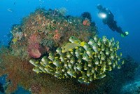 Diver and schooling sweetlip fish next to reef, Raja Ampat, Papua, Indonesia Fine Art Print