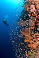 Diver with light next to vertical reef formation, Pantar Island, Indonesia Fine Art Print