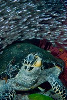 Glassfish, Hawksbill turtle Fine Art Print