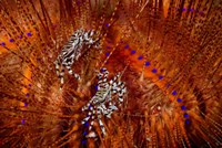 Indonesia, Lembeh Straits Zebra crabs, Marine life Fine Art Print