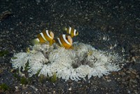 Indonesia, Sulawesi, Lembeh Strait, Marine Life Fine Art Print