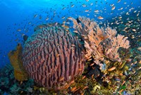 Marine Life Fine Art Print