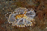 Octopus, Indonesia Fine Art Print