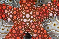 Partial view of colorful sea star over a sea cucumber, Raja Ampat, Indonesia Fine Art Print