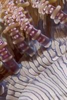 Ringed tentacles, Marine life Fine Art Print