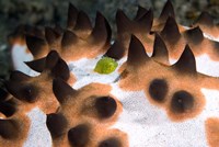 Seastar, marine life Fine Art Print