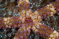 Starfish Fine Art Print