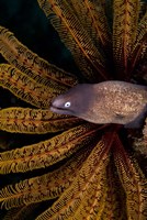 White-eye moray eel and coral Fine Art Print