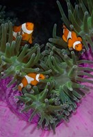 Clownfish swim among anemone tentacles, Raja Ampat, Indonesia by Jaynes Gallery - various sizes, FulcrumGallery.com brand