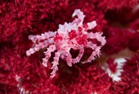 Decorator crab, crustacean Fine Art Print