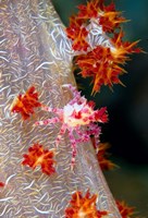 Decorator crab, marine life by Jaynes Gallery - various sizes, FulcrumGallery.com brand