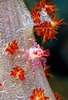 Decorator crab, marine life Fine Art Print
