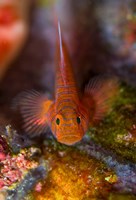 Goby fish above coral Fine Art Print