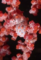 Indonesia, Pygmy seahorse, seafans, Marine Life Fine Art Print