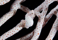 Pygmy seahorse Fine Art Print