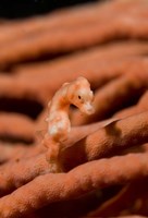 Pygmy seahorse marine life Fine Art Print