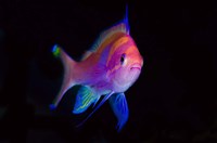 Bay Close-up of colorful anthia by Jaynes Gallery - various sizes