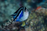 Bay Frontal view of angel fish Fine Art Print
