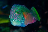 Close-up of colorful wrasse fish Fine Art Print