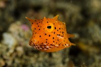 Close-up of juvenile cowfish Fine Art Print