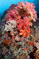 Coral, Raja Ampat, Papua, Indonesia Fine Art Print