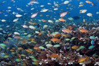 Sea of fish and coral, Raja Ampat, Papua, Indonesia Fine Art Print
