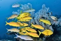 Yellow fish and coral, Raja Ampat, Papua, Indonesia by Jaynes Gallery - various sizes