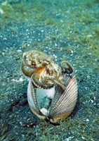 Octopus marine life Fine Art Print