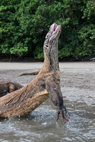 Komodo dragon rising out of water by Jaynes Gallery - various sizes