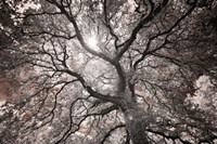 Ethereal Tree Fine Art Print