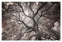 Ethereal Tree Fine Art Print