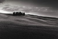 Cypresses and Rolling Hills Fine Art Print