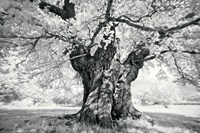Portrait of a Tree, Study 18 Fine Art Print