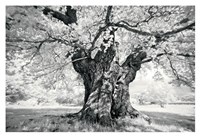Portrait of a Tree, Study 18 Fine Art Print
