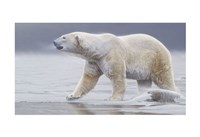 Arctic Icon by Daniel Smith - 19" x 13"