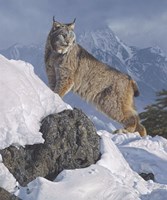 Austere Ascent (Lynx) by Daniel Smith - 20" x 24"