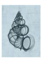 Wentletrap Shell (light blue) Fine Art Print