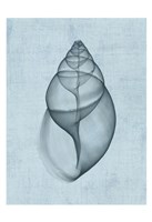 Achatina Shell (light blue) Fine Art Print