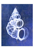 Wentletrap Shell (indigo) by Bert Myers - 13" x 19"