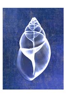 Achatina Shell (indigo) Framed Print